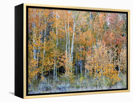 Aspens, Sawtooth National Recreation Area, Idaho, USA-Jamie & Judy Wild-Framed Premier Image Canvas