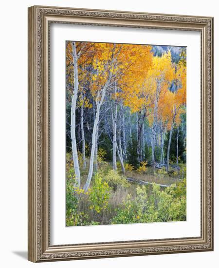 Aspens, Sawtooth National Recreation Area, Idaho, USA-Jamie & Judy Wild-Framed Photographic Print