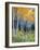 Aspens, Sawtooth National Recreation Area, Idaho, USA-Jamie & Judy Wild-Framed Photographic Print