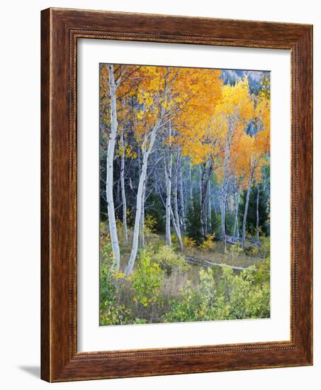 Aspens, Sawtooth National Recreation Area, Idaho, USA-Jamie & Judy Wild-Framed Photographic Print