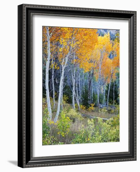 Aspens, Sawtooth National Recreation Area, Idaho, USA-Jamie & Judy Wild-Framed Photographic Print