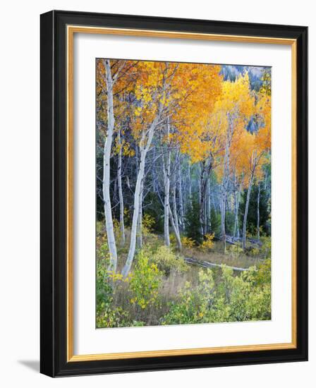 Aspens, Sawtooth National Recreation Area, Idaho, USA-Jamie & Judy Wild-Framed Photographic Print