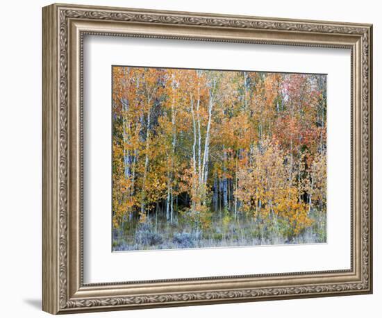 Aspens, Sawtooth National Recreation Area, Idaho, USA-Jamie & Judy Wild-Framed Photographic Print