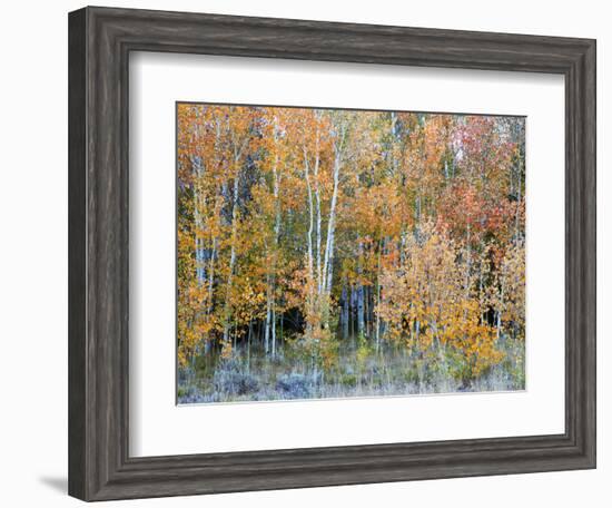 Aspens, Sawtooth National Recreation Area, Idaho, USA-Jamie & Judy Wild-Framed Photographic Print