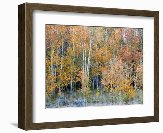 Aspens, Sawtooth National Recreation Area, Idaho, USA-Jamie & Judy Wild-Framed Photographic Print