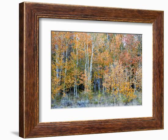 Aspens, Sawtooth National Recreation Area, Idaho, USA-Jamie & Judy Wild-Framed Photographic Print