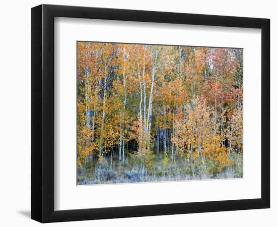 Aspens, Sawtooth National Recreation Area, Idaho, USA-Jamie & Judy Wild-Framed Photographic Print