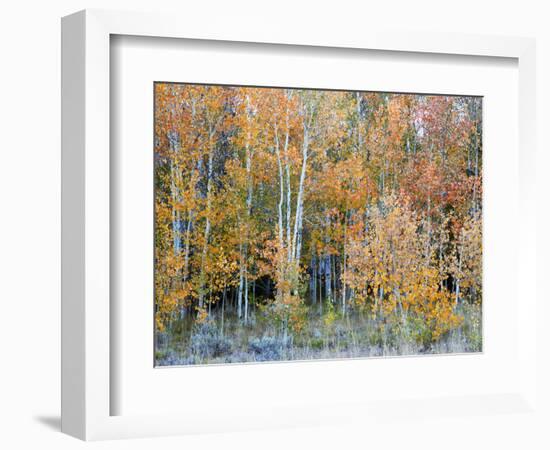 Aspens, Sawtooth National Recreation Area, Idaho, USA-Jamie & Judy Wild-Framed Photographic Print