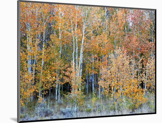 Aspens, Sawtooth National Recreation Area, Idaho, USA-Jamie & Judy Wild-Mounted Photographic Print