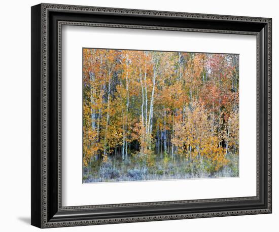 Aspens, Sawtooth National Recreation Area, Idaho, USA-Jamie & Judy Wild-Framed Photographic Print