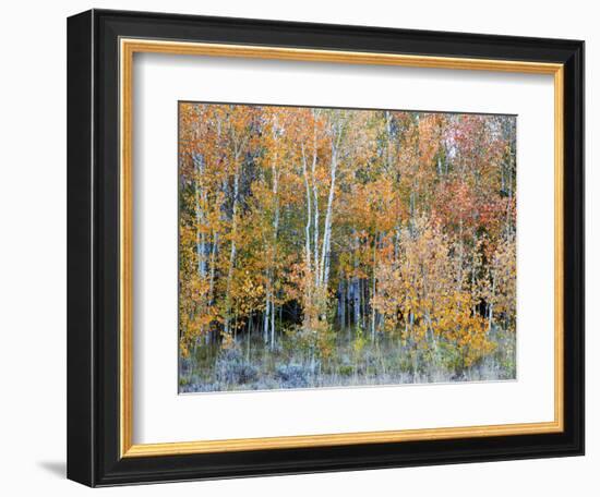 Aspens, Sawtooth National Recreation Area, Idaho, USA-Jamie & Judy Wild-Framed Photographic Print