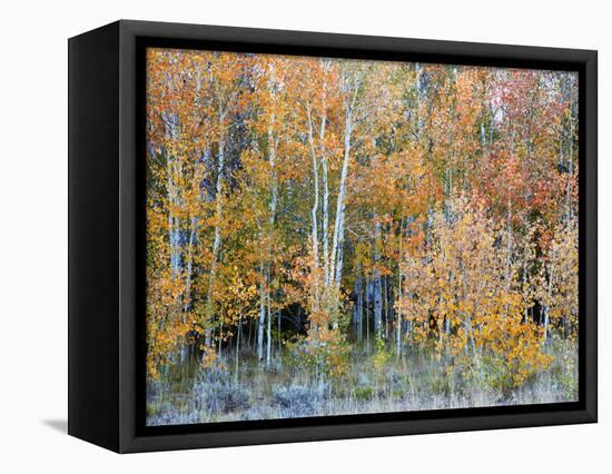 Aspens, Sawtooth National Recreation Area, Idaho, USA-Jamie & Judy Wild-Framed Premier Image Canvas