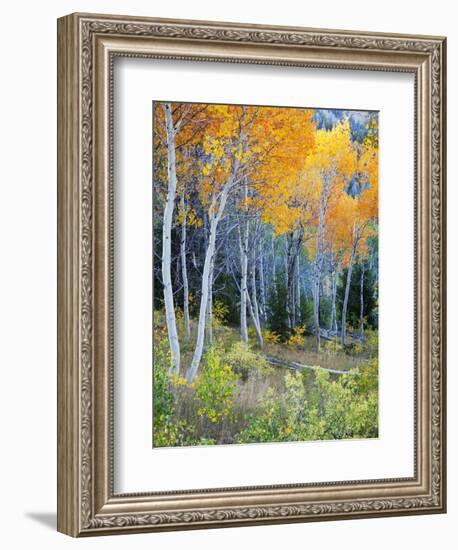 Aspens, Sawtooth National Recreation Area, Idaho, USA-Jamie & Judy Wild-Framed Photographic Print