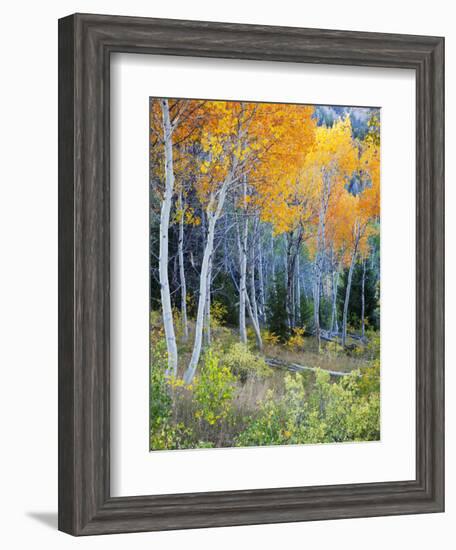 Aspens, Sawtooth National Recreation Area, Idaho, USA-Jamie & Judy Wild-Framed Photographic Print