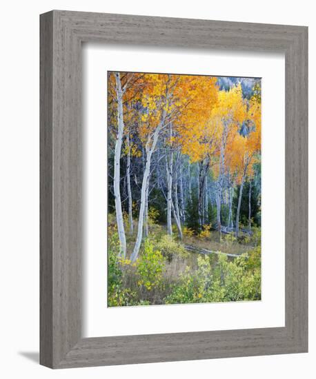 Aspens, Sawtooth National Recreation Area, Idaho, USA-Jamie & Judy Wild-Framed Photographic Print