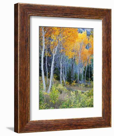 Aspens, Sawtooth National Recreation Area, Idaho, USA-Jamie & Judy Wild-Framed Photographic Print