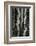 Aspens, Utah, 1972-Brett Weston-Framed Photographic Print