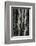 Aspens, Utah, 1972-Brett Weston-Framed Photographic Print