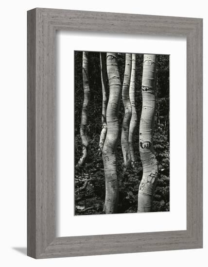 Aspens, Utah, 1972-Brett Weston-Framed Photographic Print