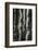 Aspens, Utah, 1972-Brett Weston-Framed Photographic Print