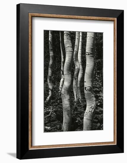 Aspens, Utah, 1972-Brett Weston-Framed Photographic Print