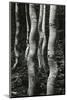 Aspens, Utah, 1972-Brett Weston-Mounted Photographic Print