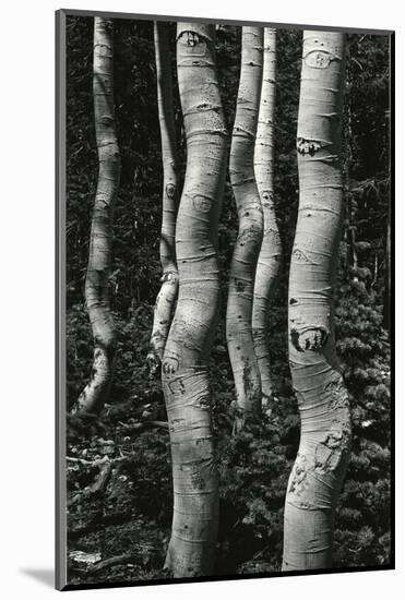 Aspens, Utah, 1972-Brett Weston-Mounted Photographic Print