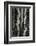 Aspens, Utah, 1972-Brett Weston-Framed Photographic Print