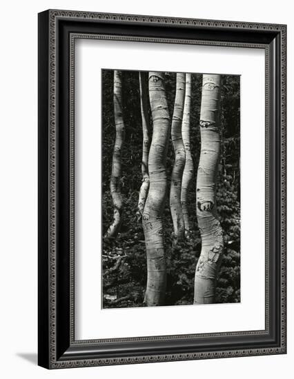 Aspens, Utah, 1972-Brett Weston-Framed Photographic Print