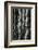 Aspens, Utah, 1972-Brett Weston-Framed Photographic Print