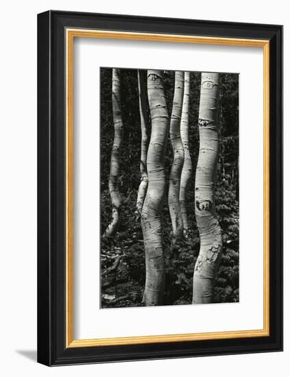 Aspens, Utah, 1972-Brett Weston-Framed Photographic Print