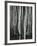 Aspens, Utah, 1972-Brett Weston-Framed Premium Photographic Print