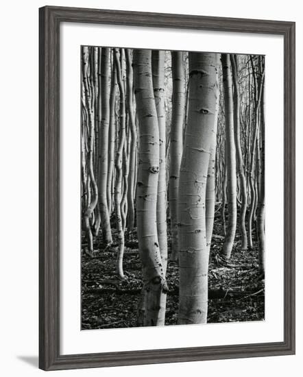 Aspens, Utah, 1972-Brett Weston-Framed Premium Photographic Print