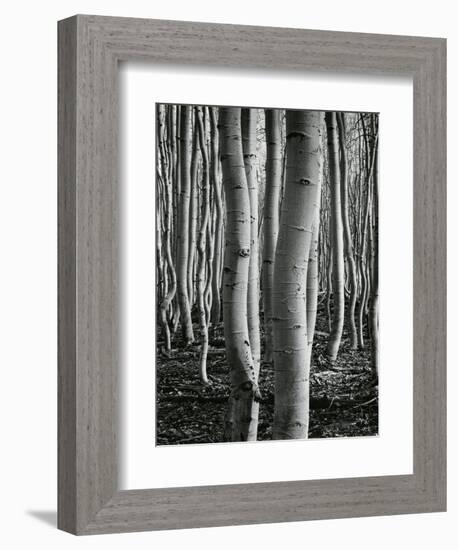 Aspens, Utah, 1972-Brett Weston-Framed Photographic Print