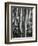 Aspens, Utah, 1972-Brett Weston-Framed Photographic Print