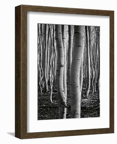 Aspens, Utah, 1972-Brett Weston-Framed Photographic Print