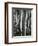 Aspens, Utah, 1972-Brett Weston-Framed Photographic Print