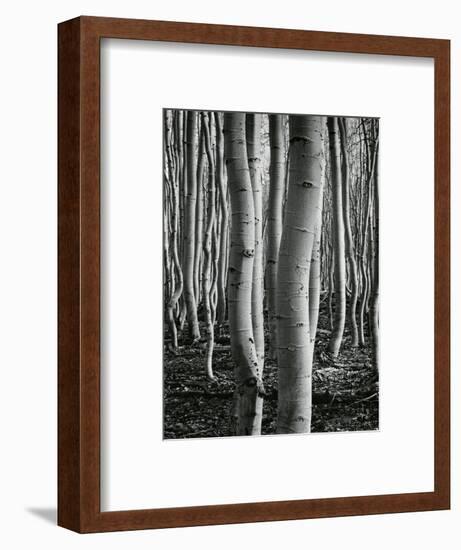 Aspens, Utah, 1972-Brett Weston-Framed Photographic Print