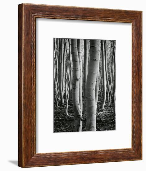 Aspens, Utah, 1972-Brett Weston-Framed Photographic Print