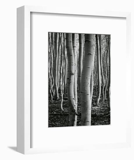 Aspens, Utah, 1972-Brett Weston-Framed Photographic Print