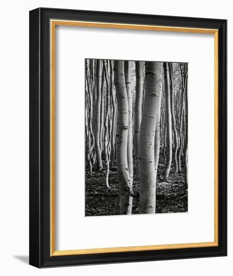 Aspens, Utah, 1972-Brett Weston-Framed Photographic Print