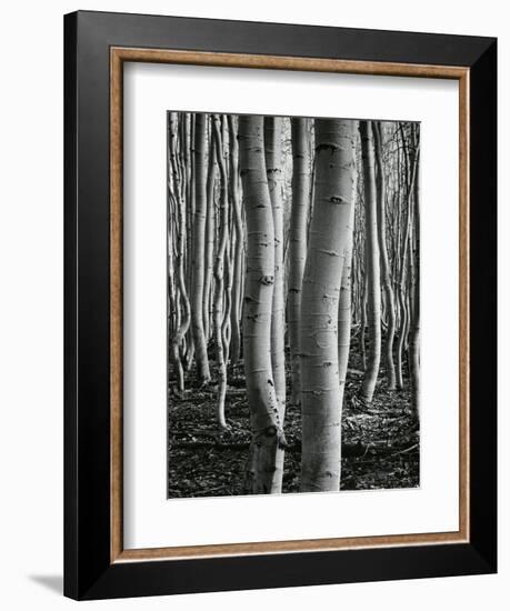 Aspens, Utah, 1972-Brett Weston-Framed Photographic Print