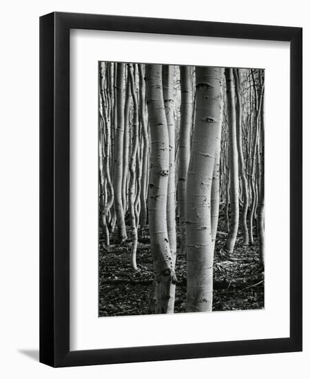 Aspens, Utah, 1972-Brett Weston-Framed Photographic Print