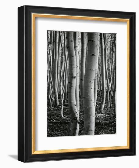 Aspens, Utah, 1972-Brett Weston-Framed Photographic Print