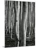 Aspens, Utah, 1972-Brett Weston-Mounted Premium Photographic Print