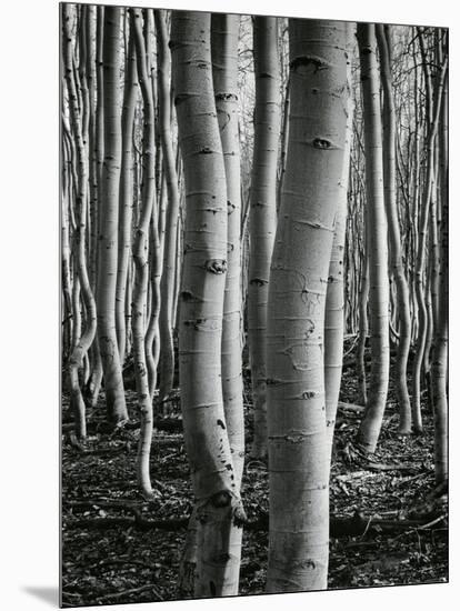 Aspens, Utah, 1972-Brett Weston-Mounted Premium Photographic Print