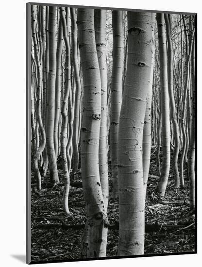 Aspens, Utah, 1972-Brett Weston-Mounted Premium Photographic Print