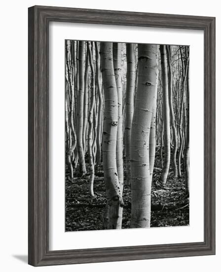 Aspens, Utah, 1972-Brett Weston-Framed Premium Photographic Print