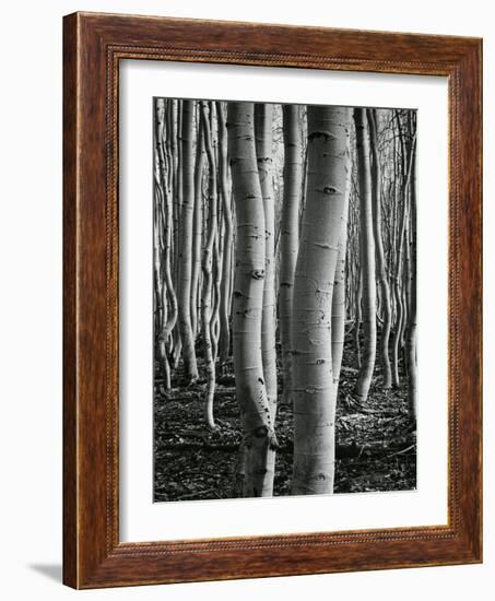 Aspens, Utah, 1972-Brett Weston-Framed Premium Photographic Print