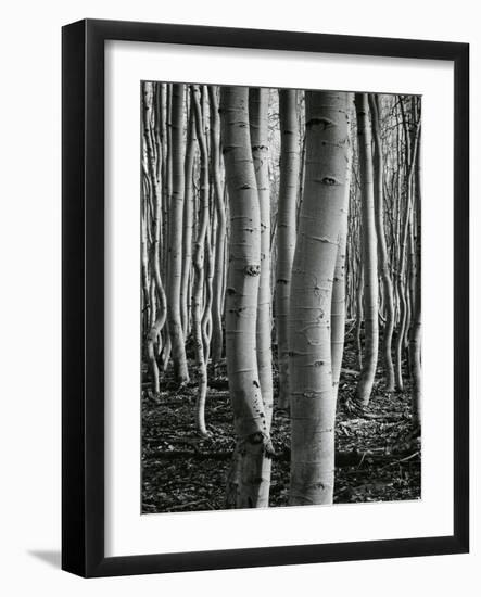 Aspens, Utah, 1972-Brett Weston-Framed Premium Photographic Print